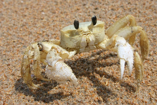 Крабы (26 фото)