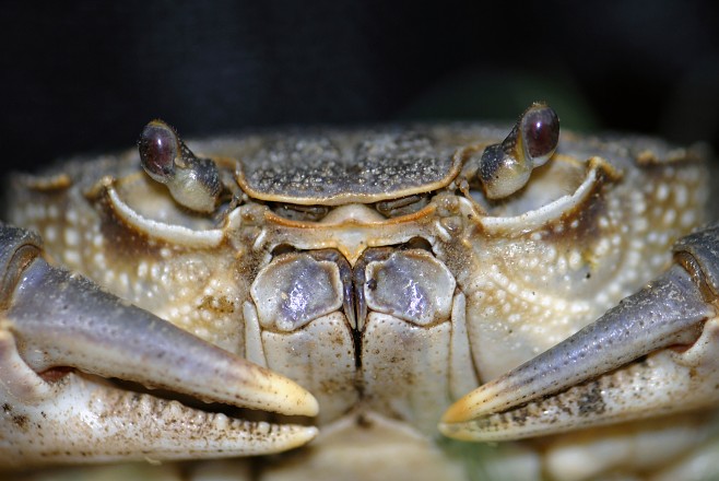 Крабы (26 фото)