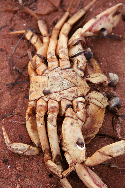 Крабы (26 фото)