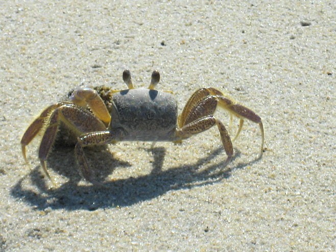 Крабы (26 фото)