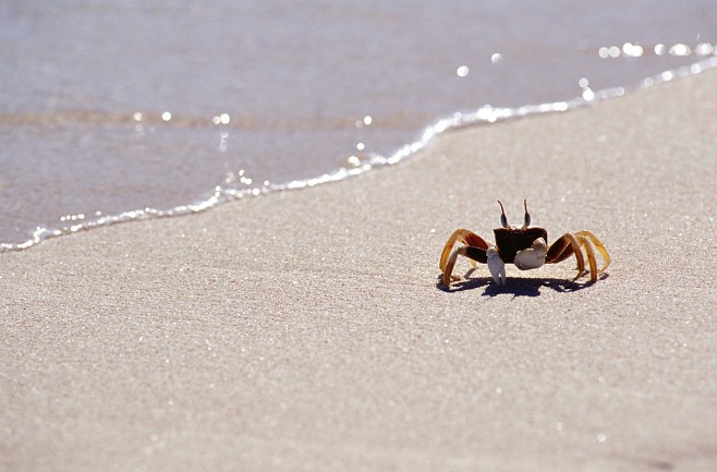 Крабы (26 фото)