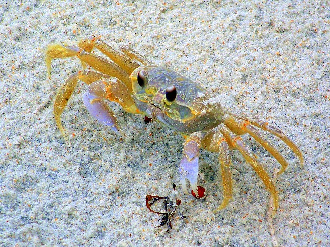 Крабы (26 фото)