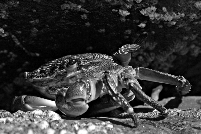 Крабы (26 фото)