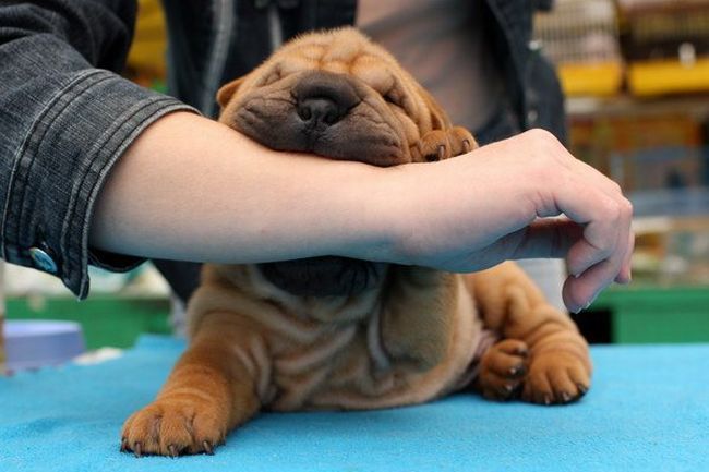 Шарпеи (34 фото)