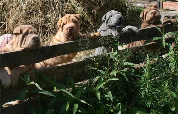 Шарпеи (34 фото)