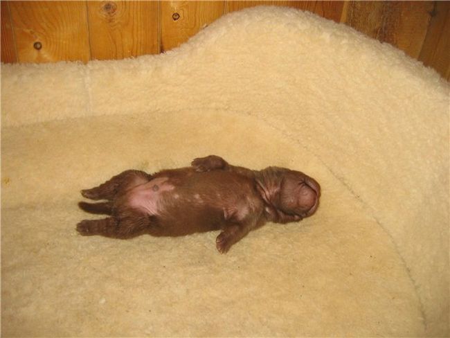 Шарпеи (34 фото)