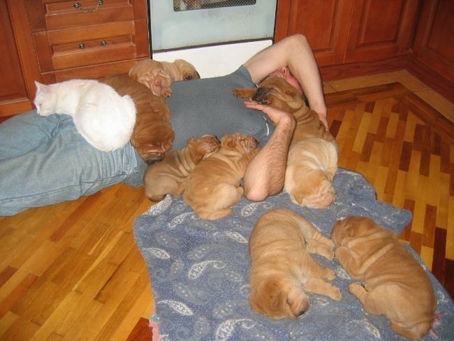 Шарпеи (34 фото)