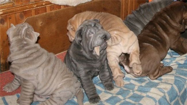 Шарпеи (34 фото)