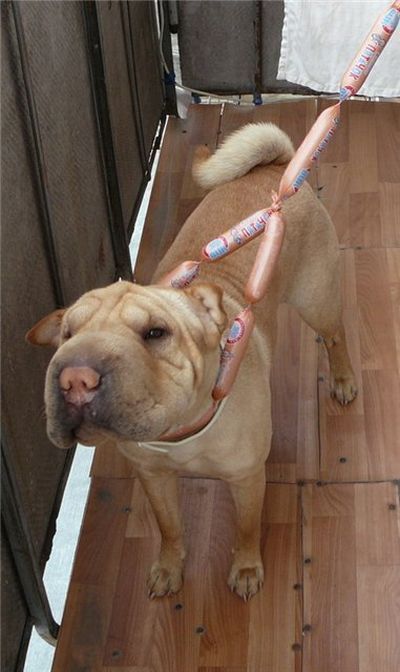 Шарпеи (34 фото)