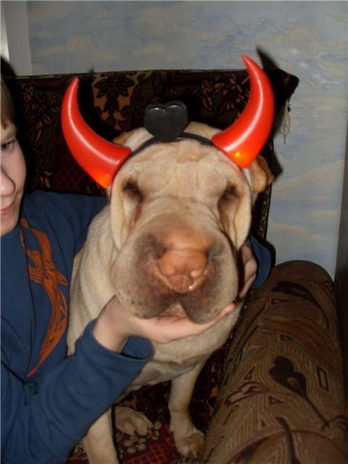 Шарпеи (34 фото)