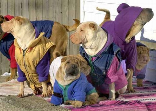 Шарпеи (34 фото)