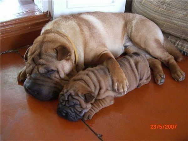 Шарпеи (34 фото)