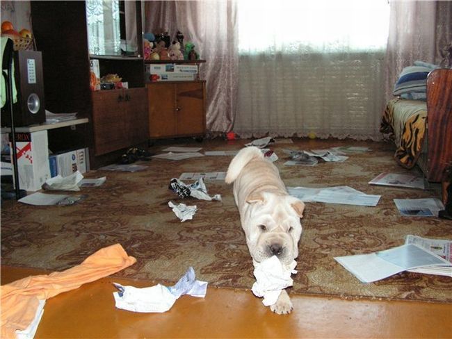 Шарпеи (34 фото)