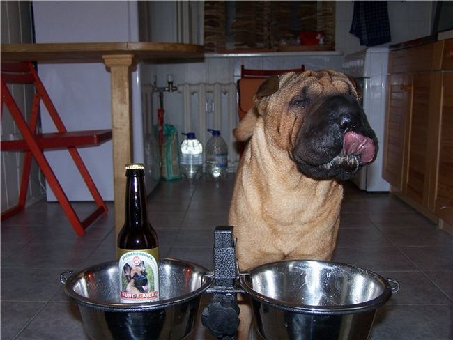 Шарпеи (34 фото)