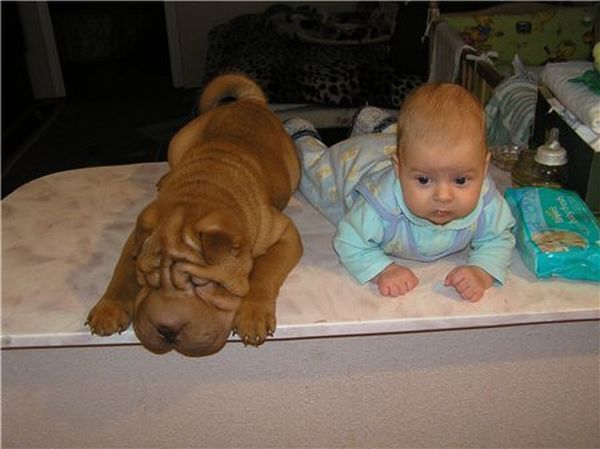 Шарпеи (34 фото)