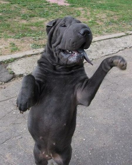 Шарпеи (34 фото)