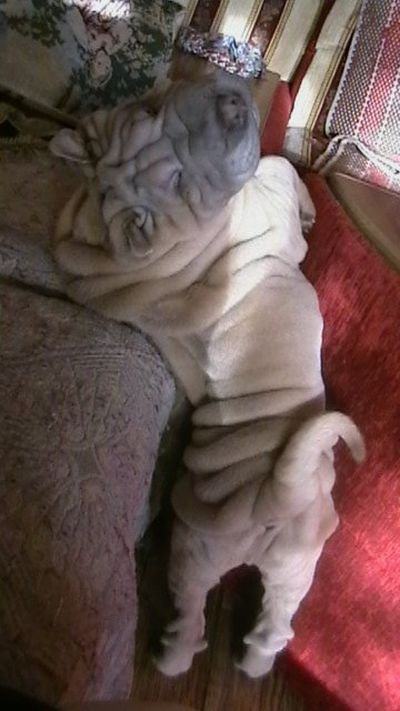 Шарпеи (34 фото)