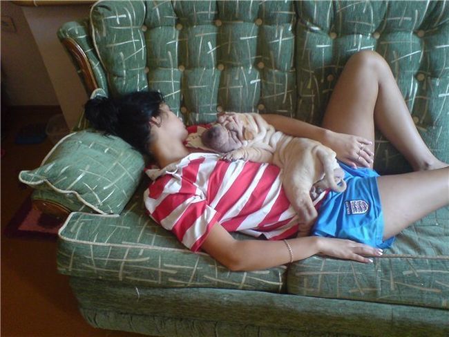 Шарпеи (34 фото)