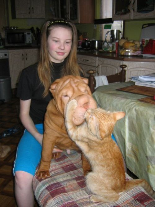 Шарпеи (34 фото)