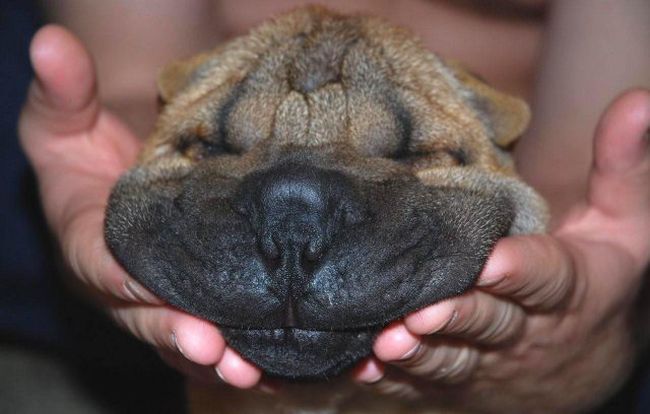 Шарпеи (34 фото)