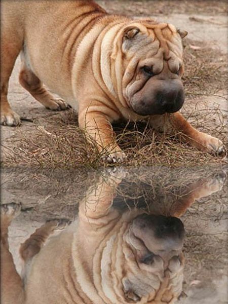 Шарпеи (34 фото)