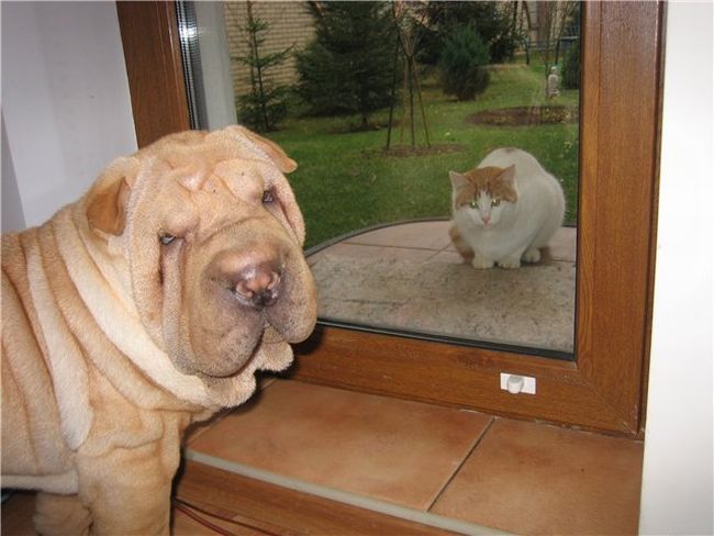 Шарпеи (34 фото)