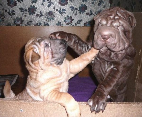 Шарпеи (34 фото)