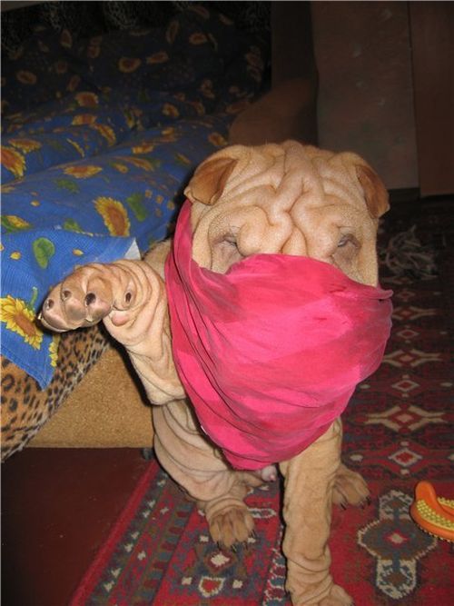 Шарпеи (34 фото)