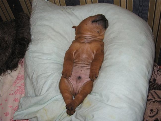 Шарпеи (34 фото)