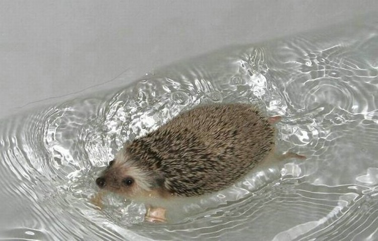 Ежики (13 фото)