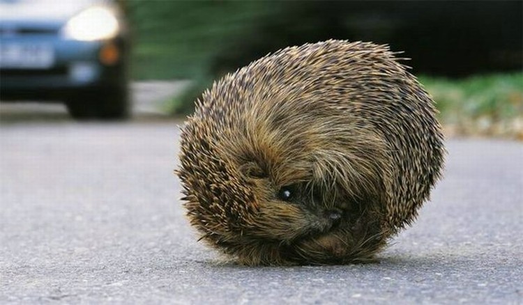 Ежики (13 фото)