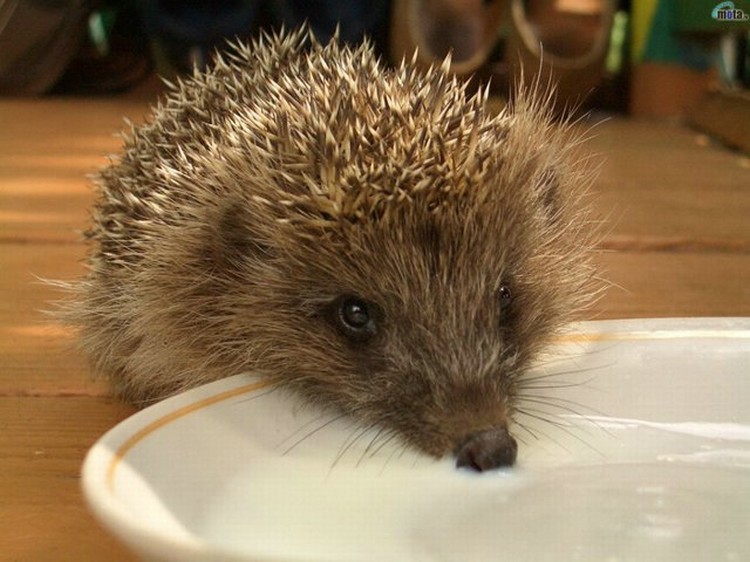 Ежики (13 фото)