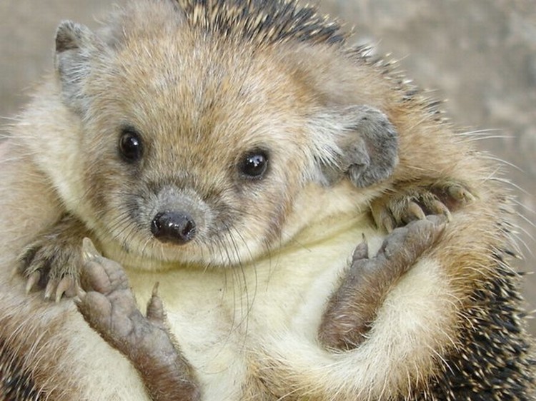 Ежики (13 фото)