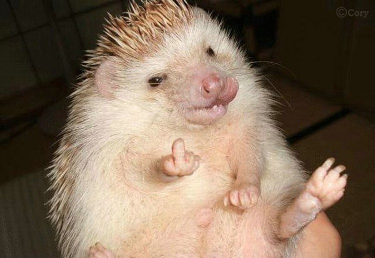 Ежики (13 фото)