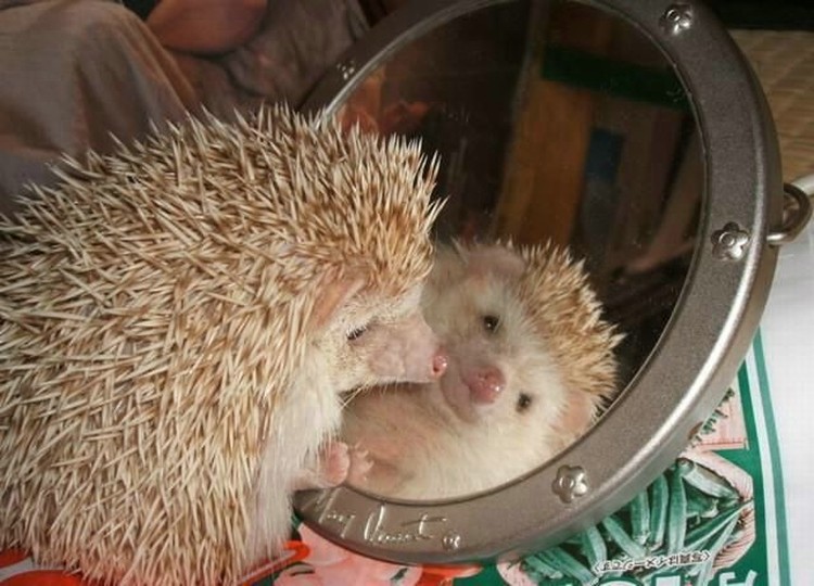 Ежики (13 фото)