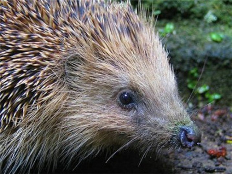 Ежики (13 фото)