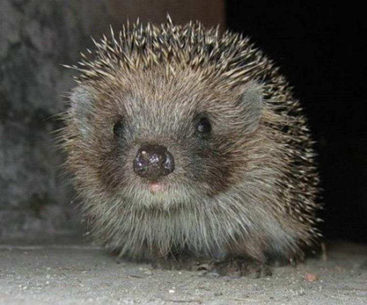 Ежики (13 фото)