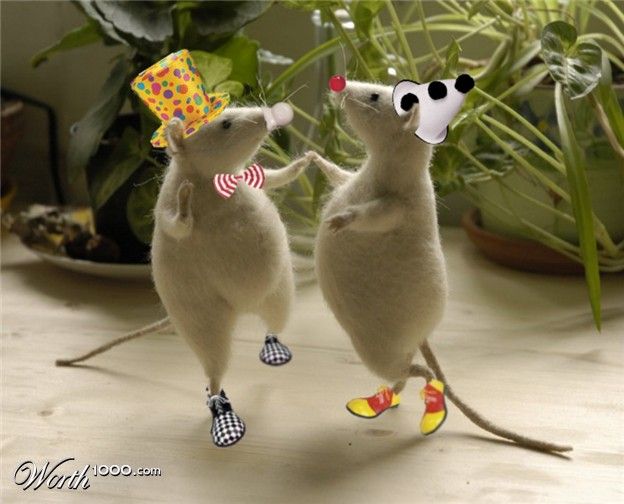 Животные клоуны