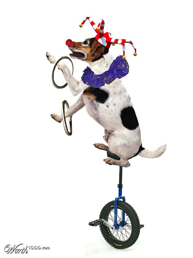 Животные клоуны