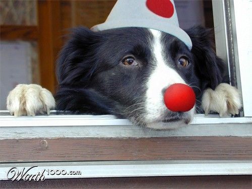 Животные клоуны