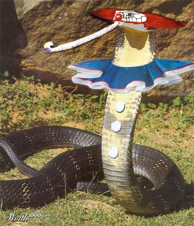 Животные клоуны