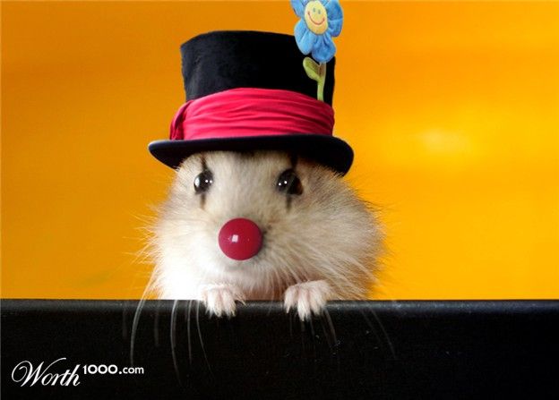 Животные клоуны