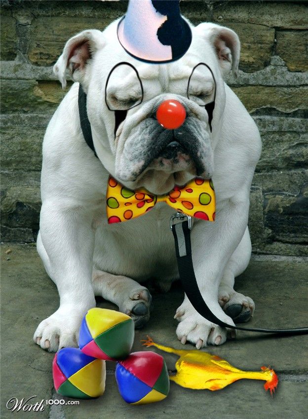 Животное клоун. Животные клоуны. Собака клоун. Собака в костюме клоуна. Фото клоунов смешных.