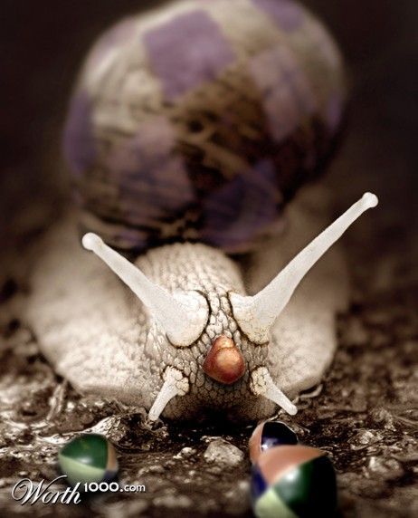 Животные клоуны