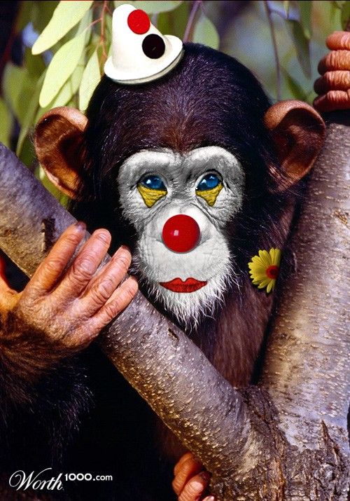 Животные клоуны