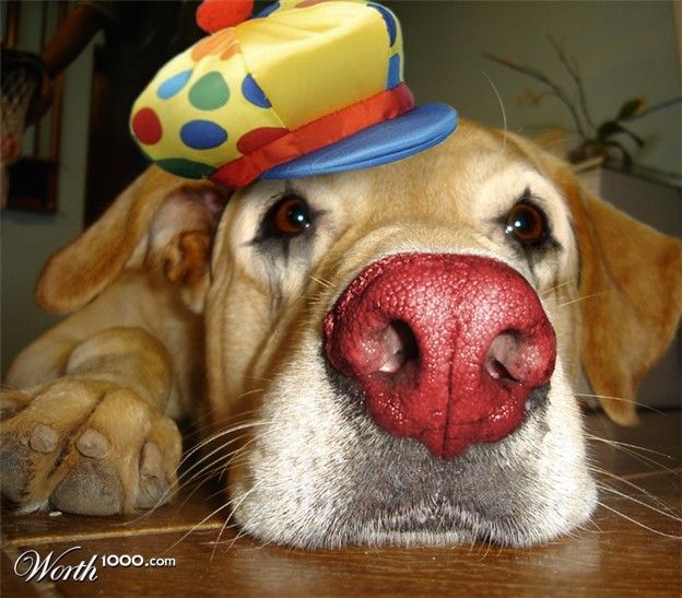 Животные клоуны