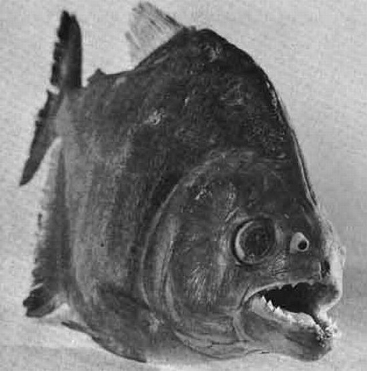 Scary fish. Страшные уродливые рыбы. Уродливые глубоководные рыбы.