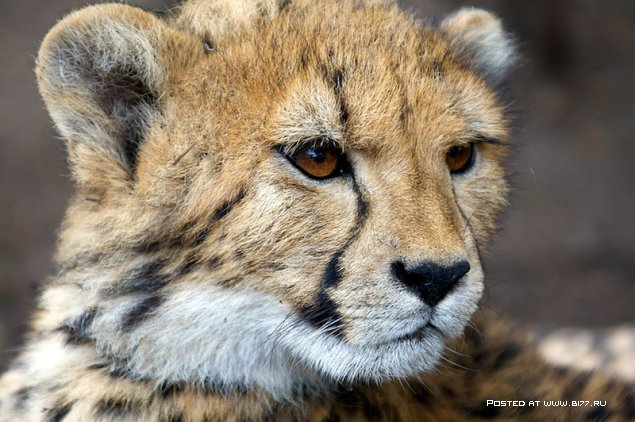 Южная Африка, фотограф с ником Blu