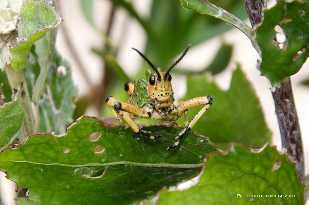Южная Африка, фотограф с ником Blu