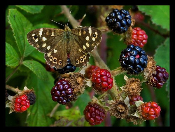 Всяко-разно